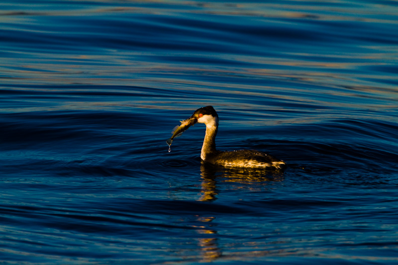 Horned Grebe Eating Fish